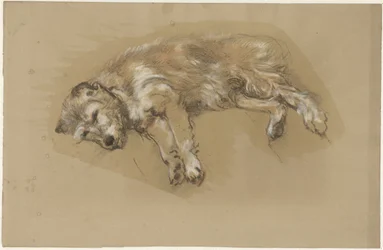 Cane sdraiato