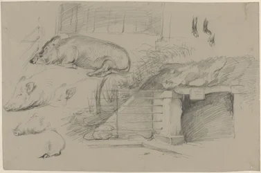 Foglio di schizzi con studi di maiali nel parco dei cinghiali ad Artis