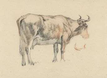 Mucca in piedi, verso destra