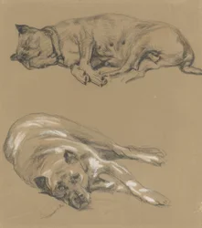 Due studi di un cane sdraiato