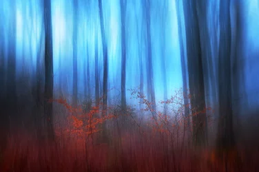 Il sogno della foresta blu