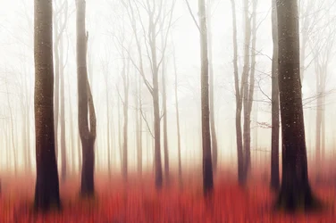 La foresta rossa da sogno