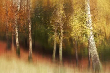 Foresta della Betulla Dorata