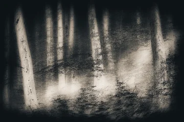 Il sogno della foresta nebbiosa