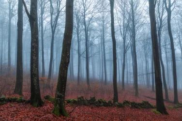 Sentiero nella foresta nebbiosa