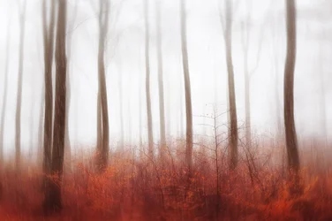 Foresta Rossa Nebbiosa