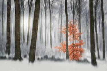 Foresta invernale dell