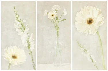 Morbidi fiori bianchi