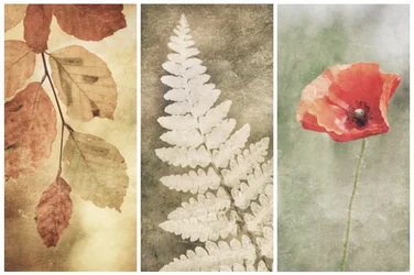 Trio Vintage Nature
