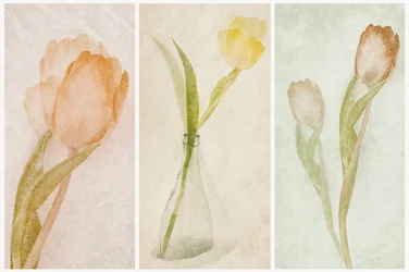 Trittico di tulipani ad acquerello