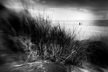 Erba delle dune battuta dal vento