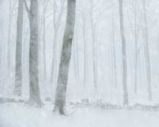 Foresta innevata d