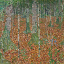 Bosco di betulle