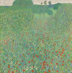 Papavero in fiore
