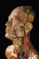(dettaglio) di un modello anatomico maschile ecorché, che mostra muscoli, arterie e vene, la circolazione e il sistema nervoso
