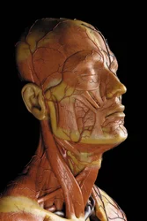 (dettaglio) di un modello anatomico maschile ecorché, che mostra muscoli, arterie e vene, la circolazione e il sistema nervoso