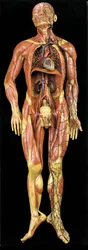 Modello anatomico maschile écorché, con muscoli, arterie e vene, sistema circolatorio e nervoso
