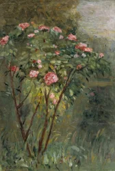 Il roseto