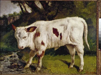 Il vitello