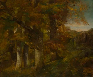 Paesaggio boscoso