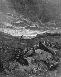 La rondine e gli uccelli, illustrazione da 