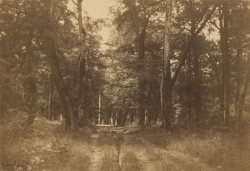 Bas-Bréau, foresta di Fontainebleau, 1849-1852 (foto)