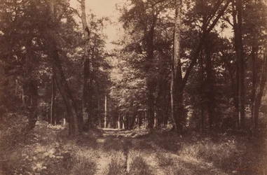Bas-Breau, Foresta di Fontainebleau, 1852 (foto)