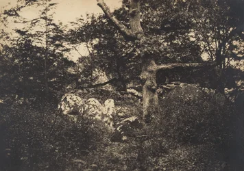 Quercia tra le rocce a Fontainebleau
