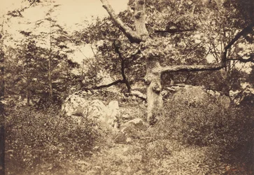 Quercia nodosa vicino al bivio di l