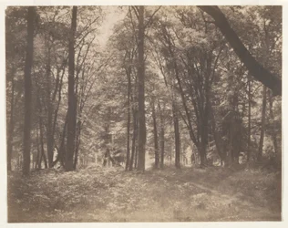 La foresta di Fontainebleau