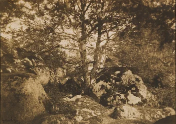 [Quercia e rocce, Foresta di Fontainebleau], 1849-52