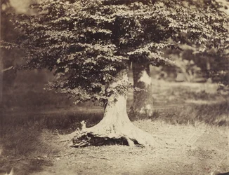 Il faggio, c.1855-7