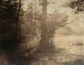 Studio di albero, foresta di Fontainebleau