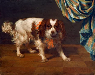 Un cane King Charles Spaniel