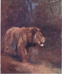 Un leone nella foresta africana