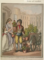 Tutto cresce, cresce, ecco i fiori per i vostri giardini, tavola VI di Cries of London, 1799