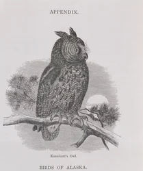 Gufo di Kennicott, da Alaska and its Resources, di William H. Dall, inciso da H. H. Nicholls, pub. 1870