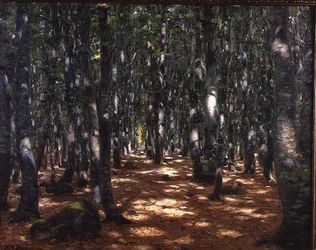 Foresta illuminata dal sole