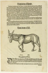 Illustrazione da "Thierbuch", tavola 42 da Xilografie da libri del XVI secolo