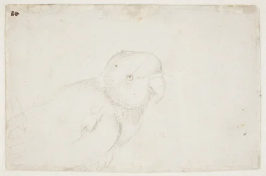 Pappagallino ondulato