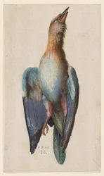 Rullo blu morto, 1583