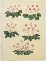 Cyclamen purprascens dall