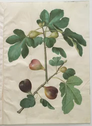 Ficus carica dall