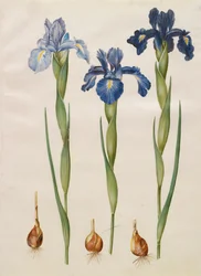 Iris xiphiodes dall