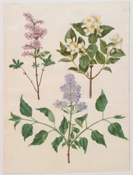 Syringa persica, philadelphus coronarius e syringa vulgaris dall