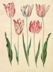 Tulipa gesneriana dall