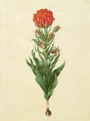 Tulipa gesneriana dall