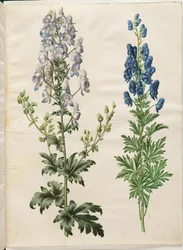 Aconitum variegatum (aconito variegato); Aconitum napellus (aconito napello)