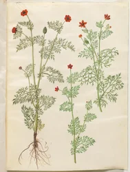 Adonis annua; Adonis aestivalis