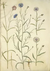Agrostemma githago (gittaione comune); Centaurea cyanus (fiordaliso)
